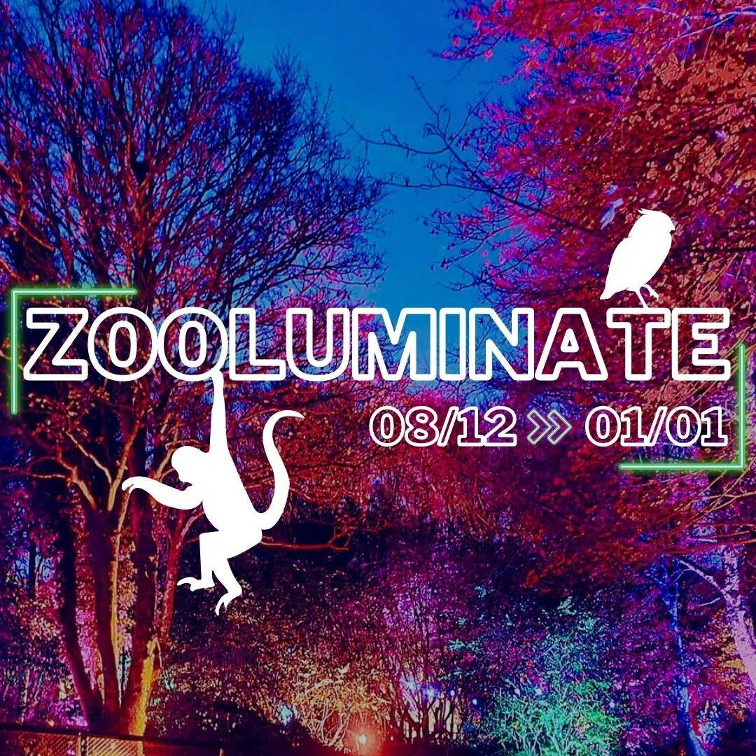 Zooluminate instagram post png